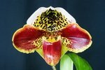 Paph. Hung Sheng Bulldog 'Bear-1'