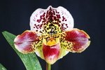 Paph. Hung Sheng Bulldog 'Bear-2' 