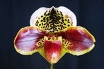 Paph. Hung Sheng Bulldog 'Bear-3' 