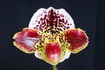 Paph. Hung Sheng Bulldog 'Bear-4' 