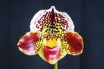 Paph. Hung Sheng Bulldog 'Bear-5'