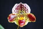 Paph. Hung Sheng Bulldog 'Bear-6' 