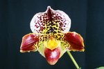 Paph. Hung Sheng Bulldog 'Bear-8' 