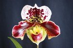 Paph. Hung Sheng Bulldog 'Bear-9' 
