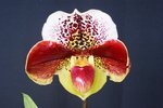 Paph. Hung Sheng Bulldog 'Bear-10' 