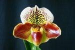 Paph. Hung Sheng Bulldog 'Bear-11' 