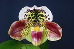 Paph. Hung Sheng Bulldog 'Bear-13' 