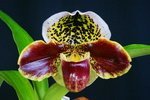 Paph. Hung Sheng Bulldog 'Bear-14'