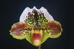 Paph. Hung Sheng Bulldog 'Bear-15' 