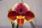 Paph. Hung Sheng Carillon 