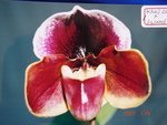 Paph. Hung Sheng Carillon 'Bear-1' 
