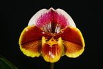 Paph. Hung Sheng Carillon 'Bear-2' 