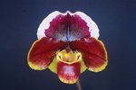 Paph. Hung Sheng Carillon 'Bear-4' 
