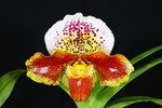 Paph. Hung Sheng Churchill 'Bear-1' 