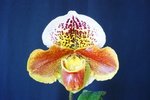 Paph. Hung Sheng Churchill 'Bear-2'