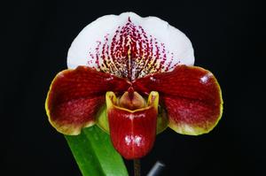 Paph. Hung Sheng Compensa 'Bear' 