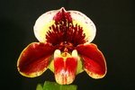 Paph. Hung Sheng Compensa 'Bear-1'