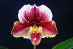 Paph. Hung Sheng Compensa 'Bear-3'