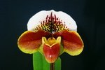 Paph. Hung Sheng Compensa 'Bear-8'