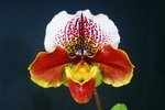 Paph. Hung Sheng Compensa 'Bear-9'