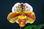 Paph. Hung Sheng Fiesta 'Bear-2'