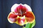 Paph. Hung Sheng Giant 'Bear-1' 