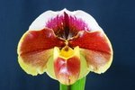 Paph. Hung Sheng Giant 'Bear-3'