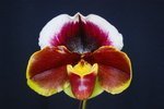 Paph. Hung Sheng Giant 'Bear-4' 