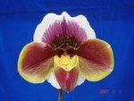 Paph. Hung Sheng Glory 'Bear-1'  