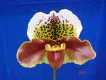 Paph. Hung Sheng Heart 'Bear-1'  