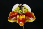 Paph. Hung Sheng Heart 'Bear-2'