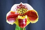 Paph. Hung Sheng Laky 'Bear-1'