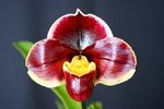 Paph. Hung Sheng Mary 'Bear' 