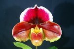 Paph. Hung Sheng Nena 'Bear' 