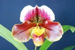 Paph. Hung Sheng Nena 'Bear-1' 