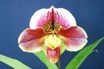 Paph. Hung Sheng Nena 'Bear-2' 