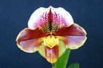 Paph. Hung Sheng Nena 'Bear-3' 