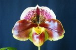 Paph. Hung Sheng Nena 'Bear-4' 