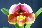 Paph. Hung Sheng Nena 'Bear-5' 