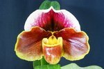 Paph. Hung Sheng Nena 'Bear-6' 