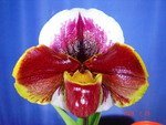 Paph. Hung Sheng Nulight 'Bear-2'  