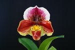 Paph. Hung Sheng Nulight 'Bear-4'