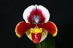 Paph. Hung Sheng Pawnee 'Bear-8' 