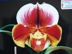 Paph. Hung Sheng Pawnee 'Bear-9'