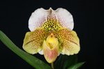 Paph. Hung Sheng Pink Leopard 'Bear'
