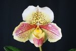 Paph. Hung Sheng Pink Leopard 'Bear-2'