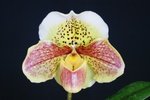 Paph. Hung Sheng Pink Leopard 'Bear-3'