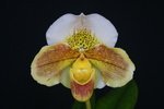 Paph. Hung Sheng Pink Leopard 'Bear-4'