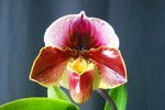 Paph. Hung Sheng Red Sea 'Bear-1' 