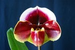 Paph. Hung Sheng Royal 'Bear-1' 